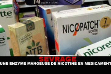 SEVRAGE : une enzyme « mangeuse » de nicotine en médicament ?