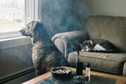 TABAC : Un danger pour la santé de vos animaux de compagnie.