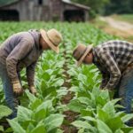 ETATS-UNIS : Des enfants dans les plantations de tabac…