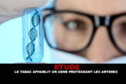 ÉTUDE : Le tabac affaiblit un gène protégeant les artères.