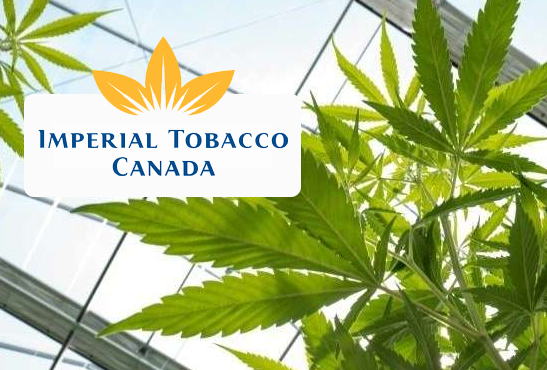 CANADA : Impérial Tobacco demande une équité entre tabac et cannabis.