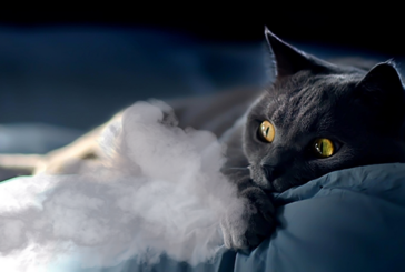 SANTE : Le tabagisme passif, un danger pour nos animaux !