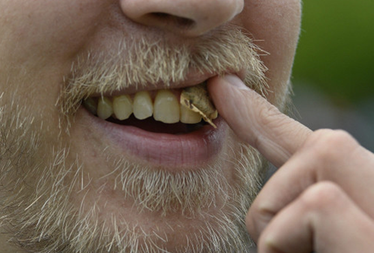 SUISSE : Inquiétude autour du snus, ce fameux tabac à sucer qui séduit !