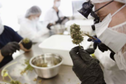 SUISSE : Le tabac encrasserait bien plus les artères que le cannabis !