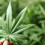 CANADA : L&rsquo;impact de la fumée de cannabis sur les non-fumeurs reste méconnu.