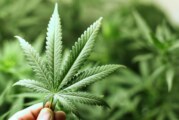 CANADA : L&rsquo;impact de la fumée de cannabis sur les non-fumeurs reste méconnu.