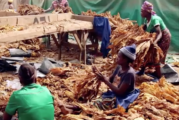 TABAC : Au Zimbabwe, le travail du tabac empoisonne les enfants !