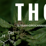 FRANCE : Une légalisation par erreur du THC, la molécule présente dans le cannabis.