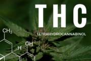 FRANCE : Une légalisation par erreur du THC, la molécule présente dans le cannabis.
