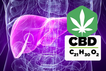 ETUDE : Le cannabidiol (CBD) inhibe le virus de l&rsquo;hépatite C.