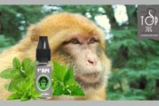 REVUE / TEST : Magot Mint (Gamme Grey) par V’APE