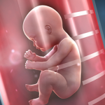 ETUDE : L&rsquo;impact de la nicotine sur les neurones d&rsquo;un futur bébé.