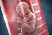 ETUDE : L&rsquo;impact de la nicotine sur les neurones d&rsquo;un futur bébé.
