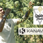 ÉCONOMIE : Après Kanavape, le pionnier du CBD lance le produit haut de gamme Goldenbuds