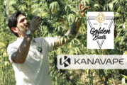 ÉCONOMIE : Après Kanavape, le pionnier du CBD lance le produit haut de gamme Goldenbuds