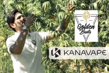 ÉCONOMIE : Après Kanavape, le pionnier du CBD lance le produit haut de gamme Goldenbuds
