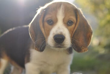 SOCIÉTÉ : Un chien massacré par son maître pour avoir mâchouillé sa e-cigarette…