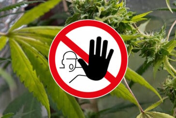 DROIT : Interdiction et mauvaise surprise pour le CBD pour démarrer l&rsquo;année 2022.