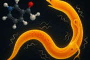 Une nouvelle cible de la nicotine révélée par un ver microscopique